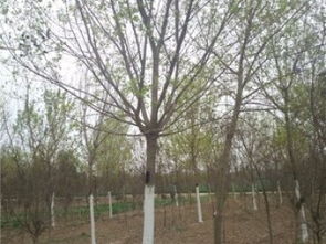 图 衡阳10公分樱花树专业种植苗木 佛山鲜花绿植 佛山列表网