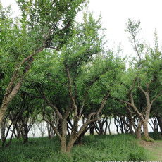 我的图库 山东枣庄石榴苗木种植基地